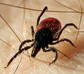 Photo of a tick