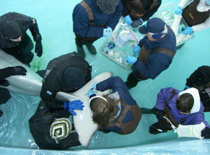 Photo of Mystic Aquarium veterinarians and trainers obtaining blood samples from Inuk