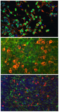 Functional neurons formed by human induced pluripotentstem (iPS) cell line TZ1
