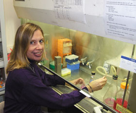 Gloria Gronowicz, professor of surgery, works with bone cell samples in her lab at the Health Center.