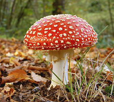 Photo of a mushroom