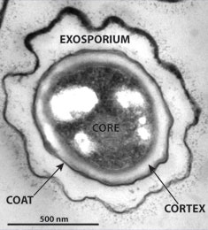 Bacterial spore image