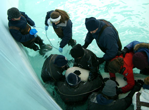 Photo of Mystic Aquarium trainers stabilizing and comforting Inuk